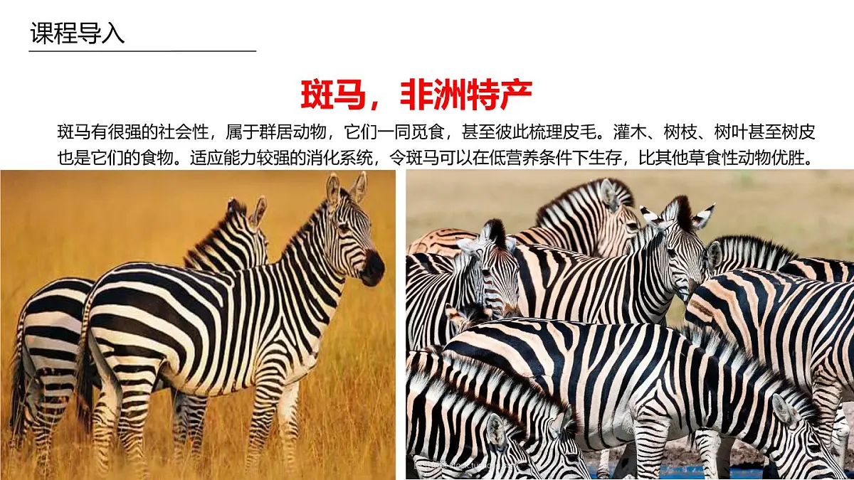 学前教育大班《条纹先生——斑马》课件第5页