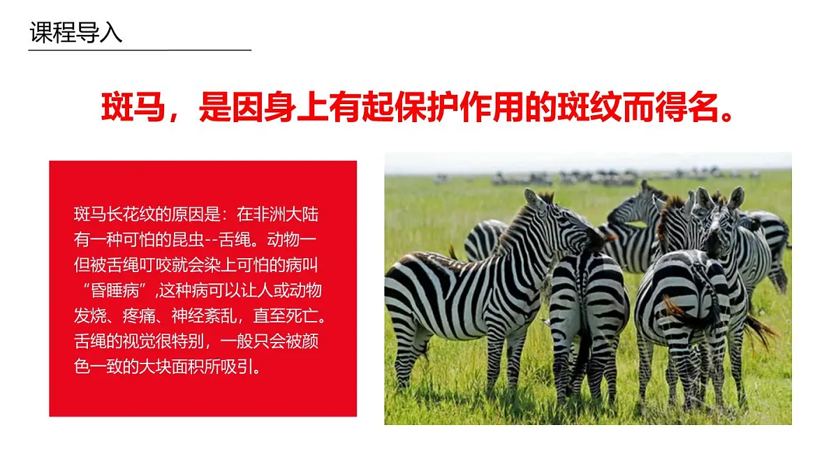 学前教育大班《条纹先生——斑马》课件第6页