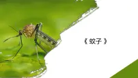 学前教育大班《蚊子》课件