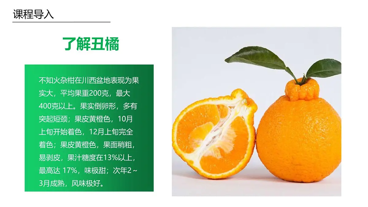 学前教育大班《丑橘》课件第6页