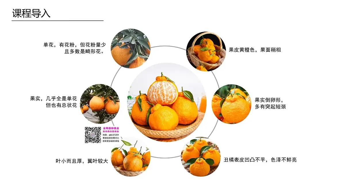 学前教育大班《丑橘》课件第8页