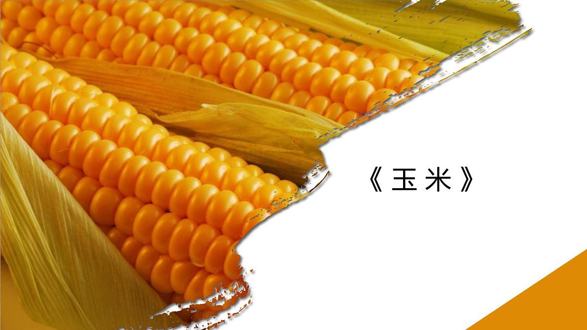 学前教育大班《玉米》课件第1页