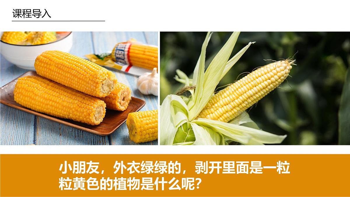 学前教育大班《玉米》课件第4页