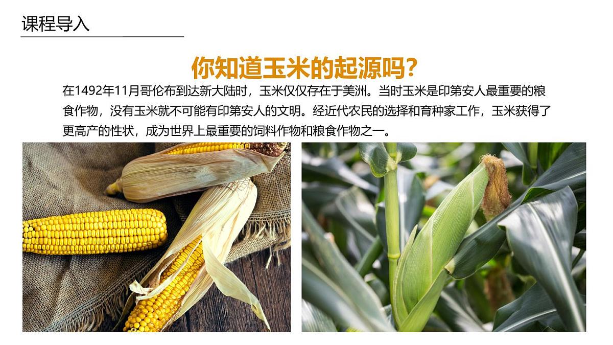 学前教育大班《玉米》课件第5页