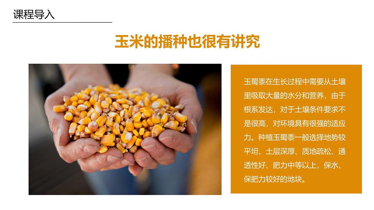 学前教育大班《玉米》课件第6页