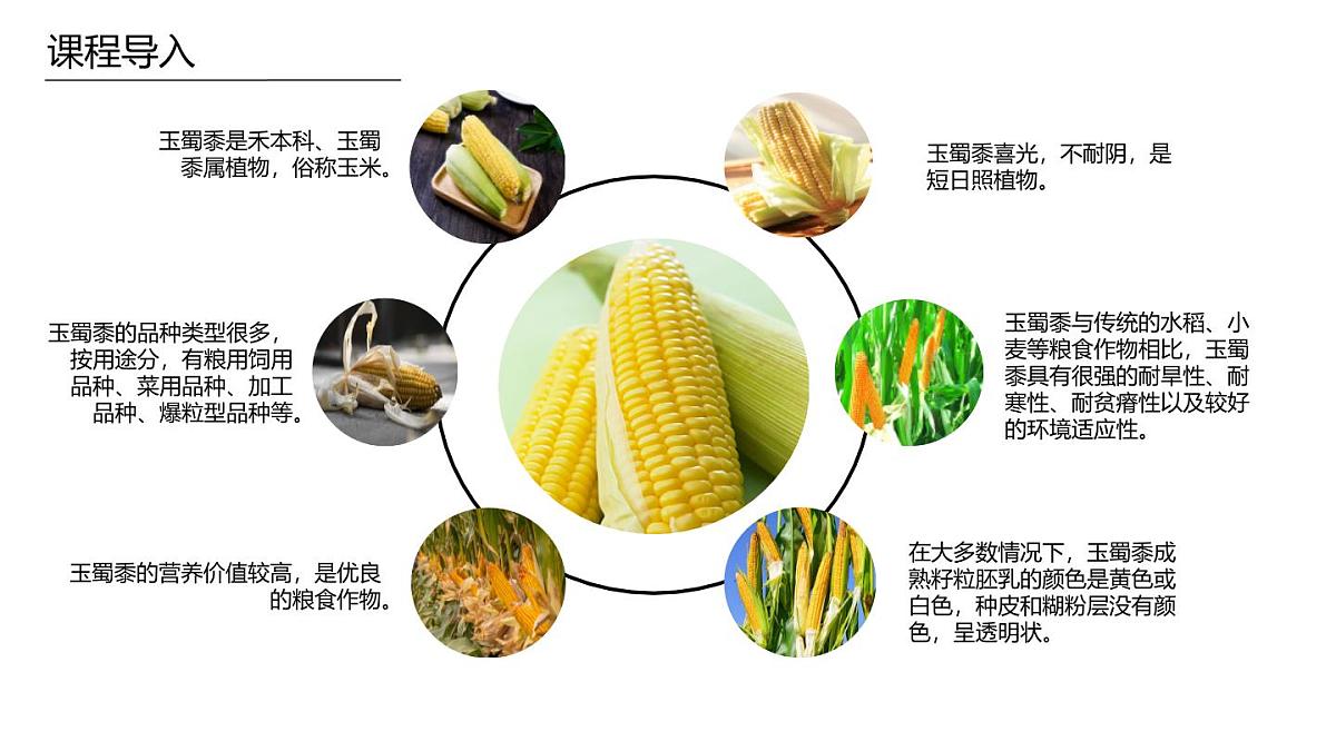 学前教育大班《玉米》课件第8页