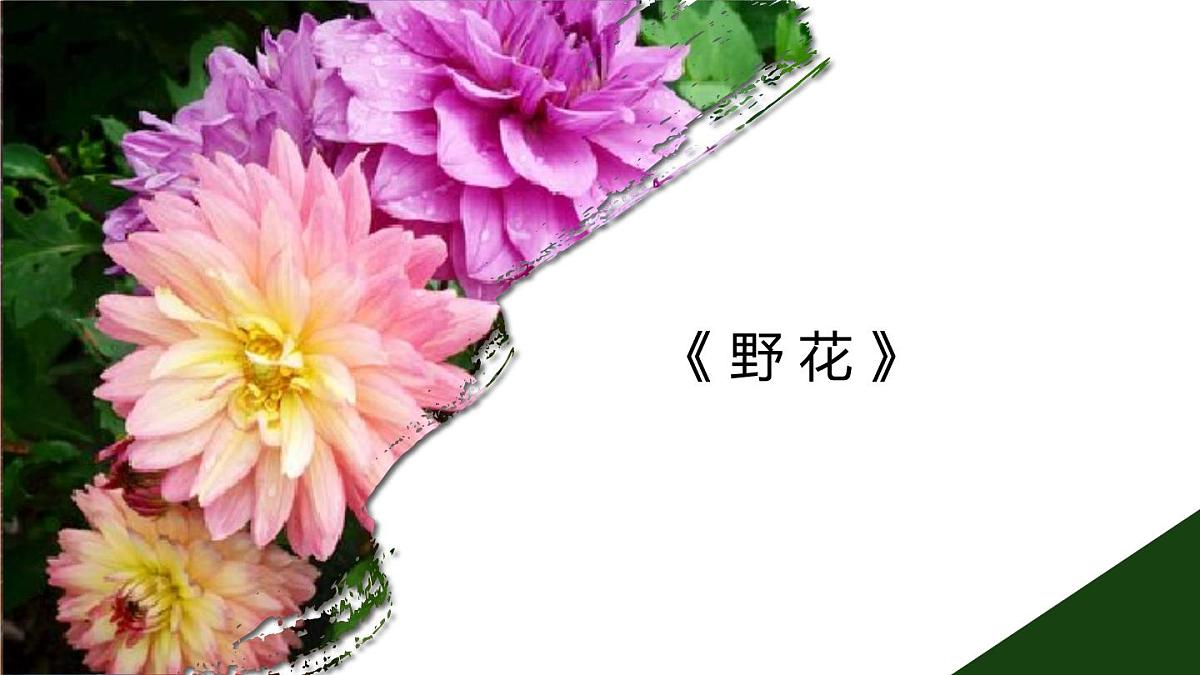学前教育大班《野花》课件第1页