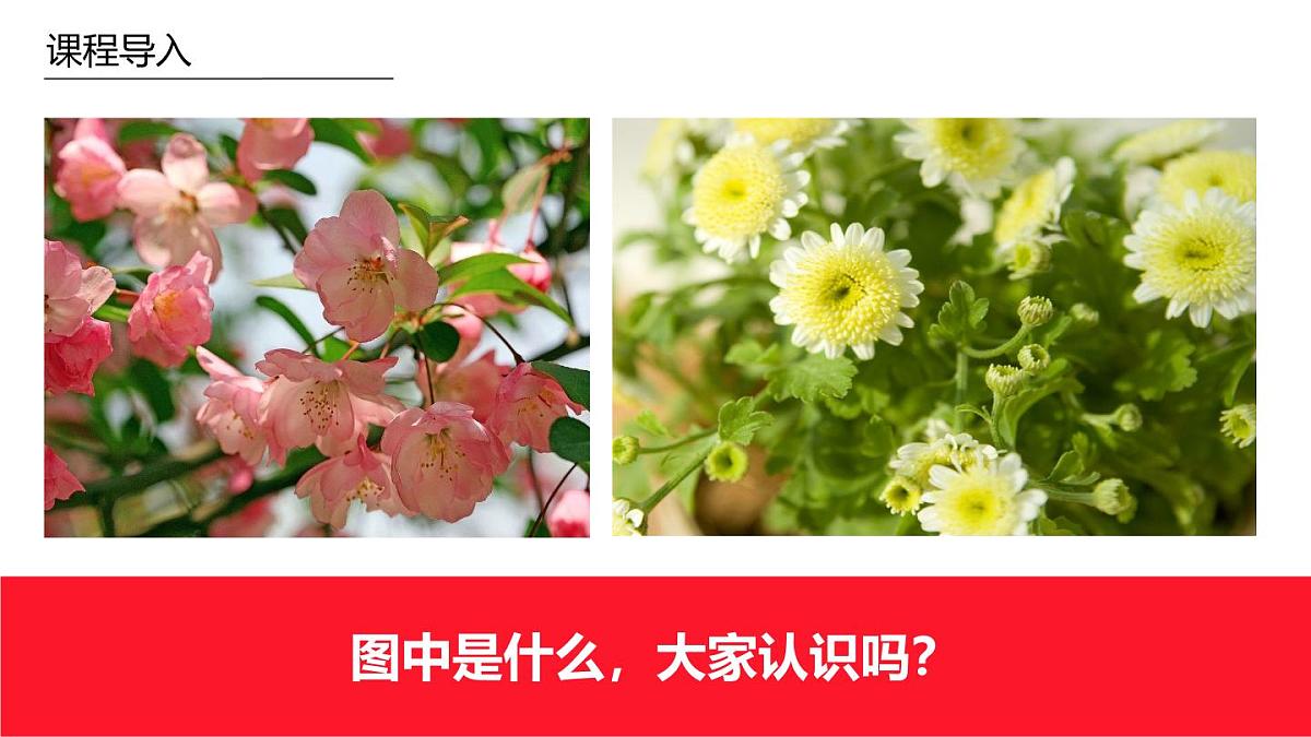 学前教育大班《野花》课件第4页