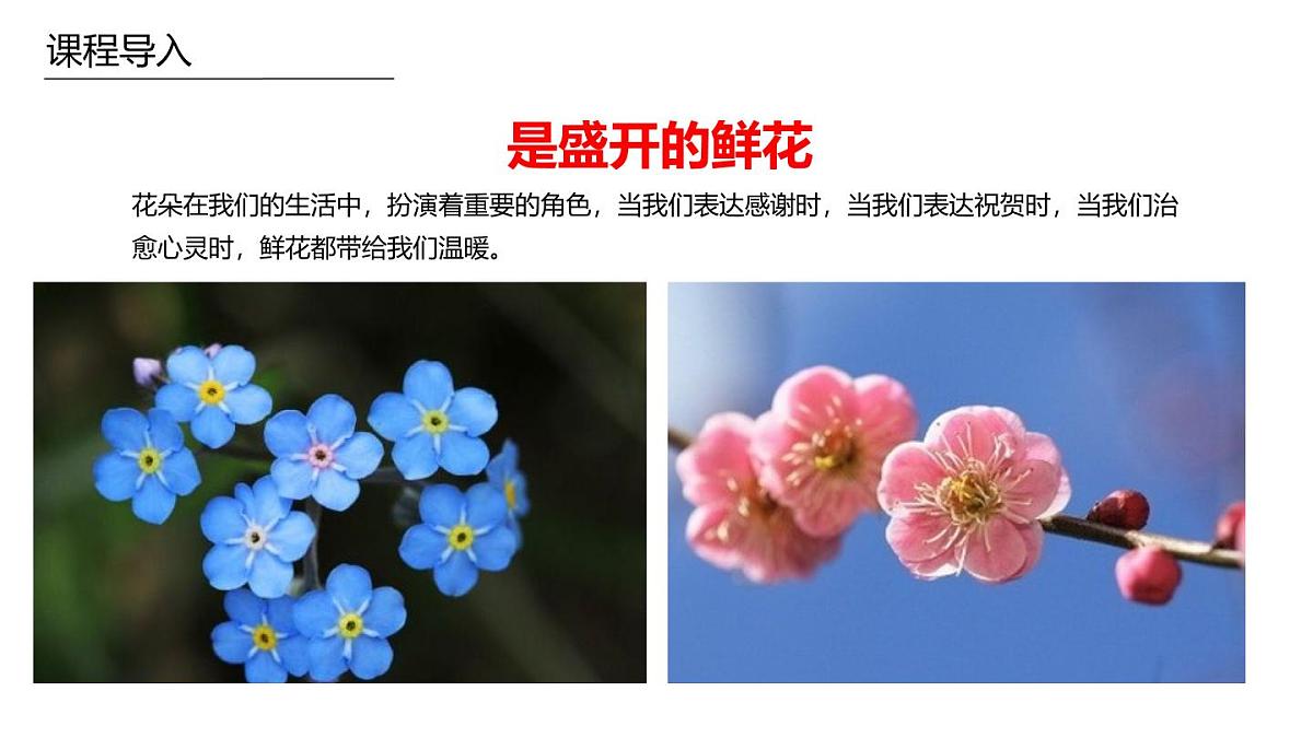 学前教育大班《野花》课件第5页