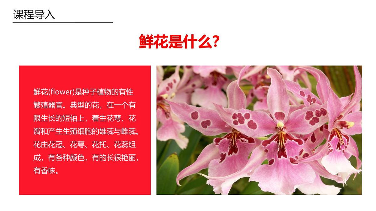 学前教育大班《野花》课件第6页