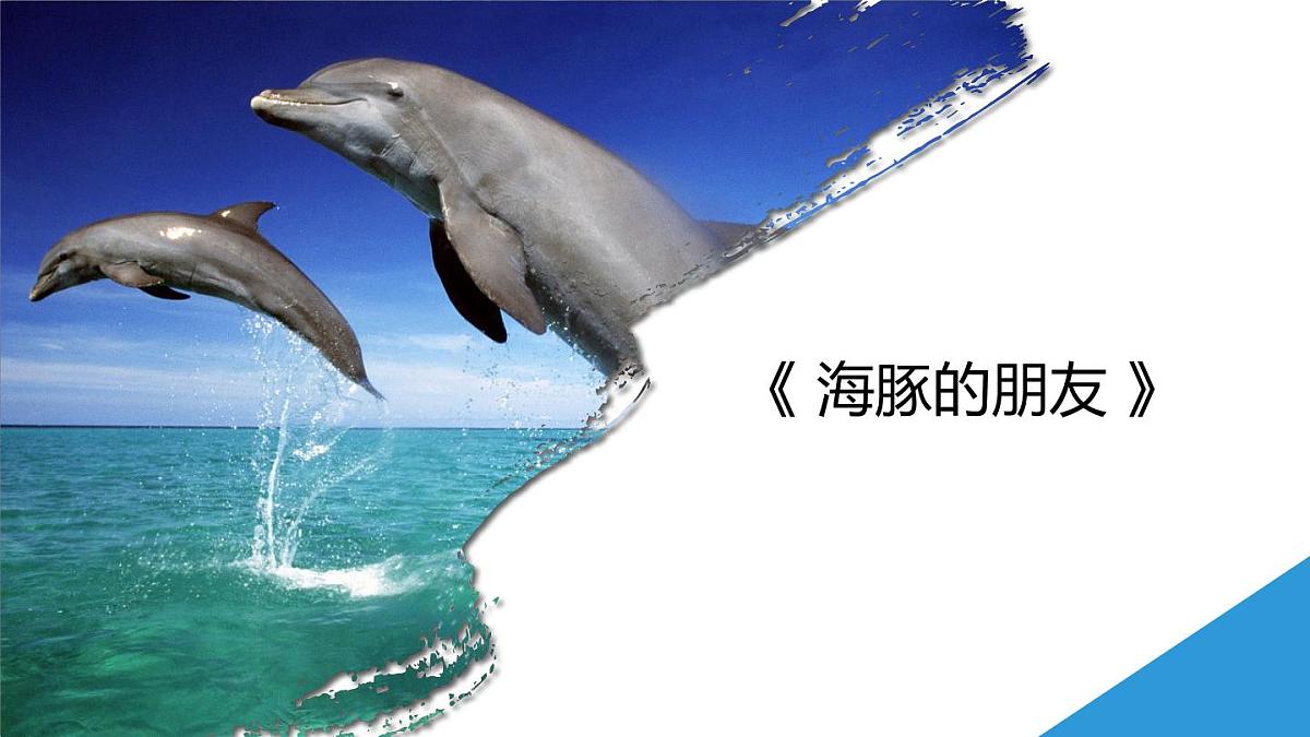 学前教育大班《海豚的朋友》课件第1页