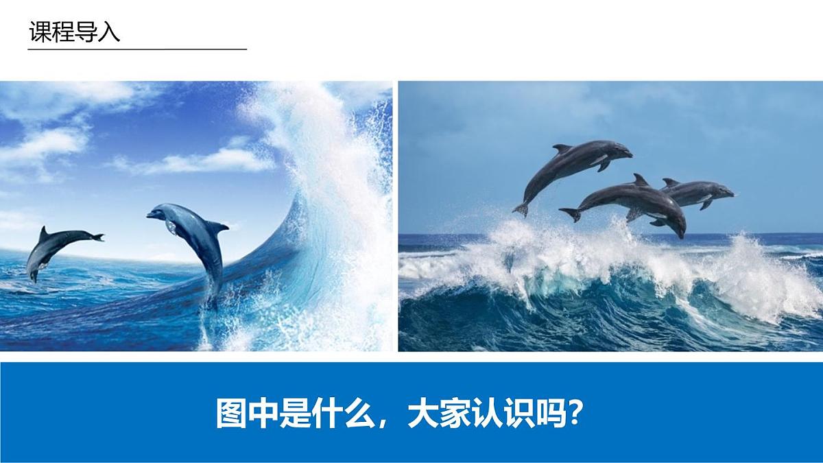 学前教育大班《海豚的朋友》课件第4页