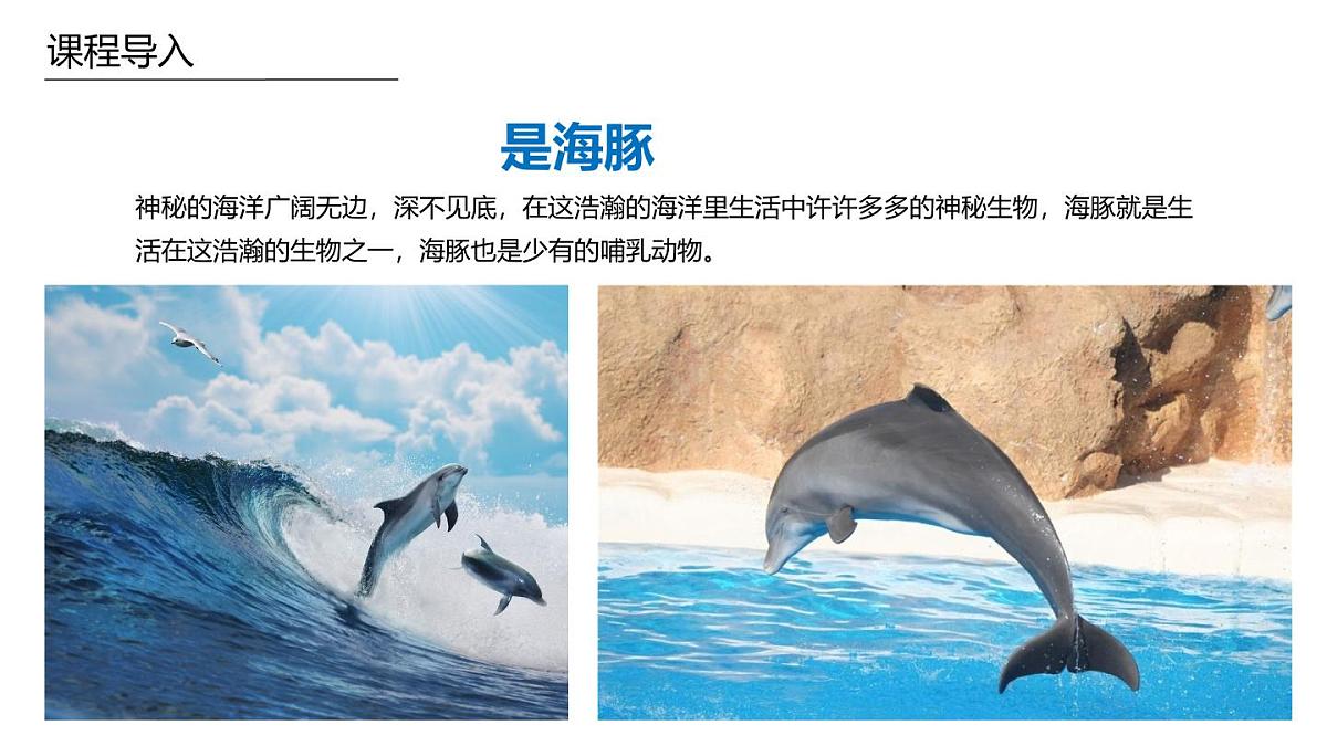 学前教育大班《海豚的朋友》课件第5页