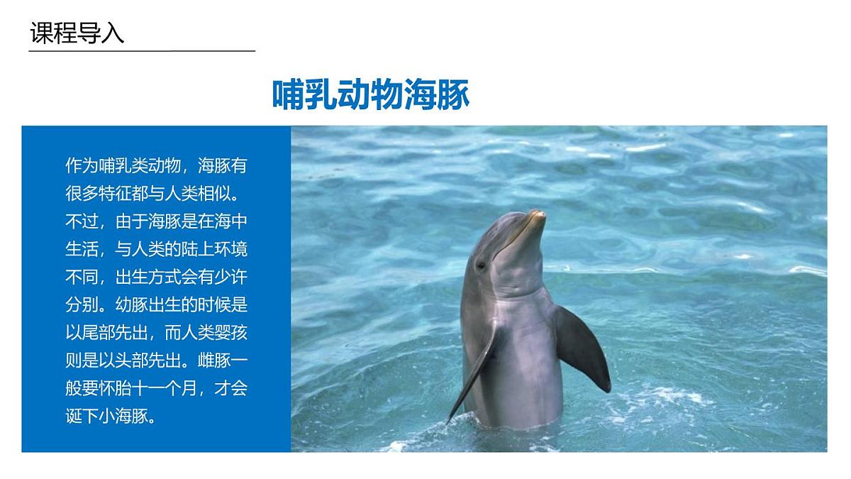 学前教育大班《海豚的朋友》课件第6页