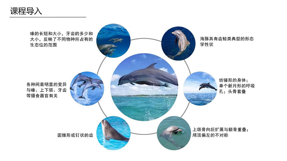 学前教育大班《海豚的朋友》课件第8页