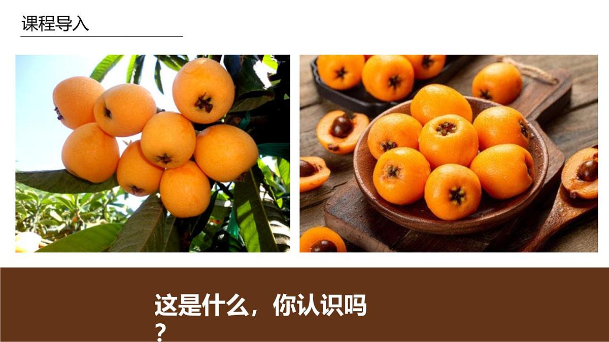 学前教育大班《枇杷》课件第4页