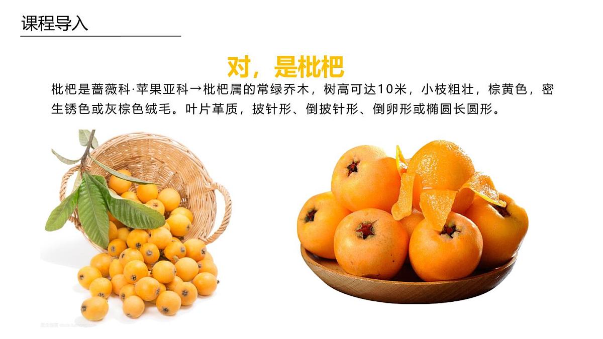 学前教育大班《枇杷》课件第5页