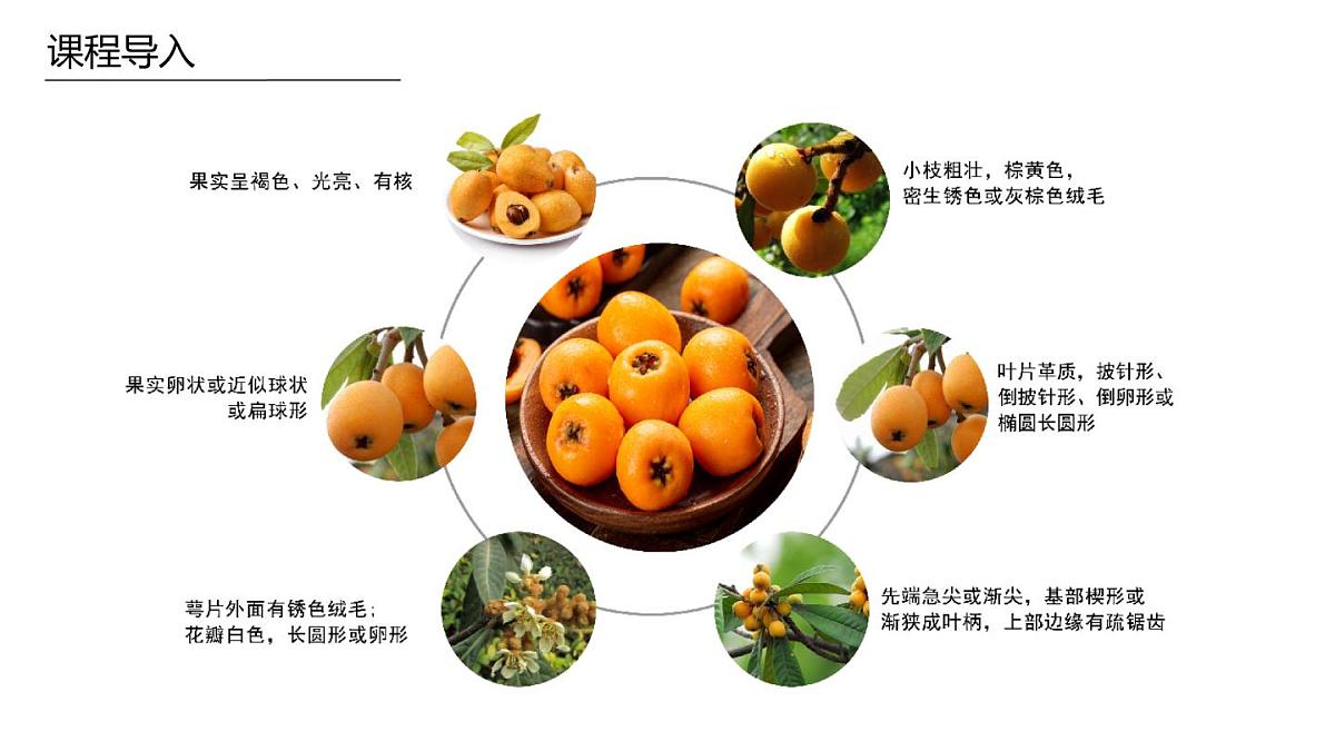 学前教育大班《枇杷》课件第8页