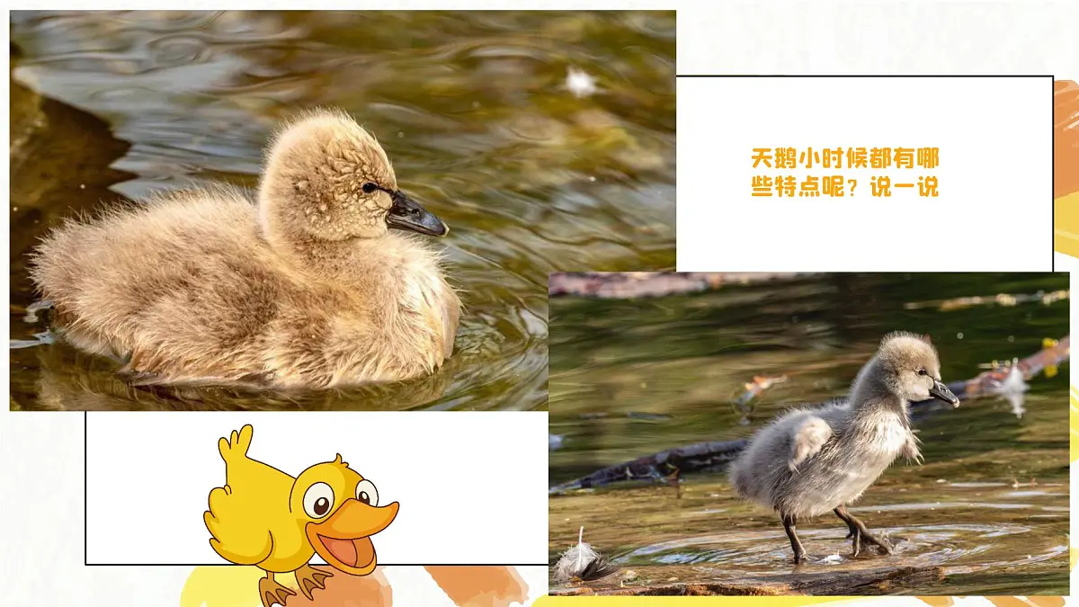 学前教育大班《丑小鸭》课件第5页