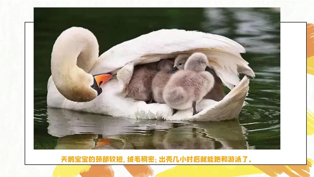 学前教育大班《丑小鸭》课件第6页