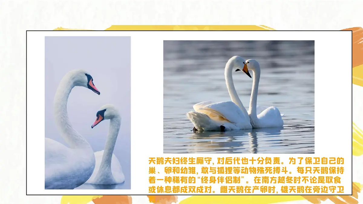 学前教育大班《丑小鸭》课件第8页