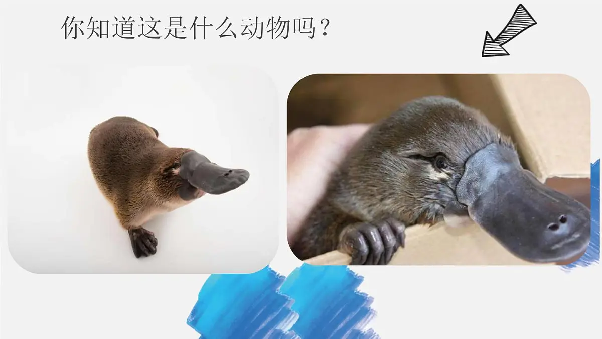 学前教育大班《鸭嘴兽》课件第4页