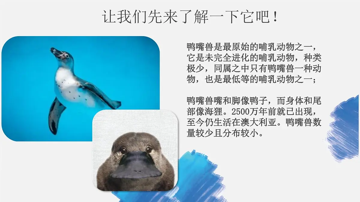 学前教育大班《鸭嘴兽》课件第5页
