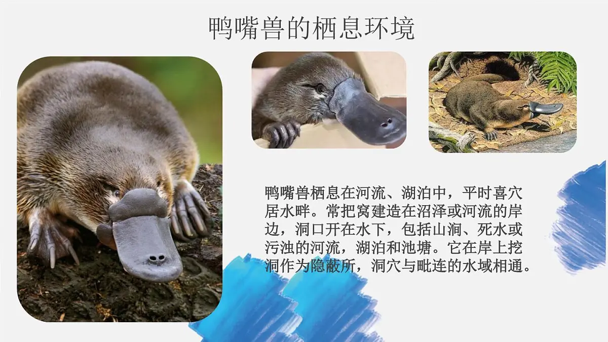 学前教育大班《鸭嘴兽》课件第6页
