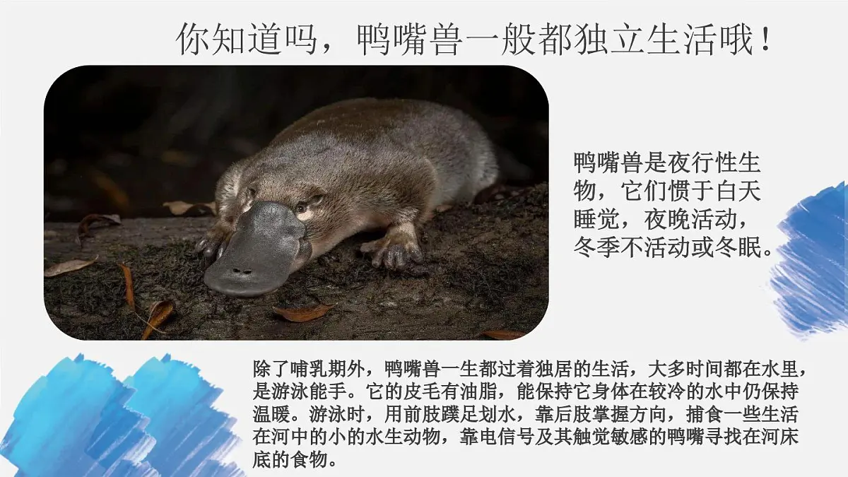 学前教育大班《鸭嘴兽》课件第7页