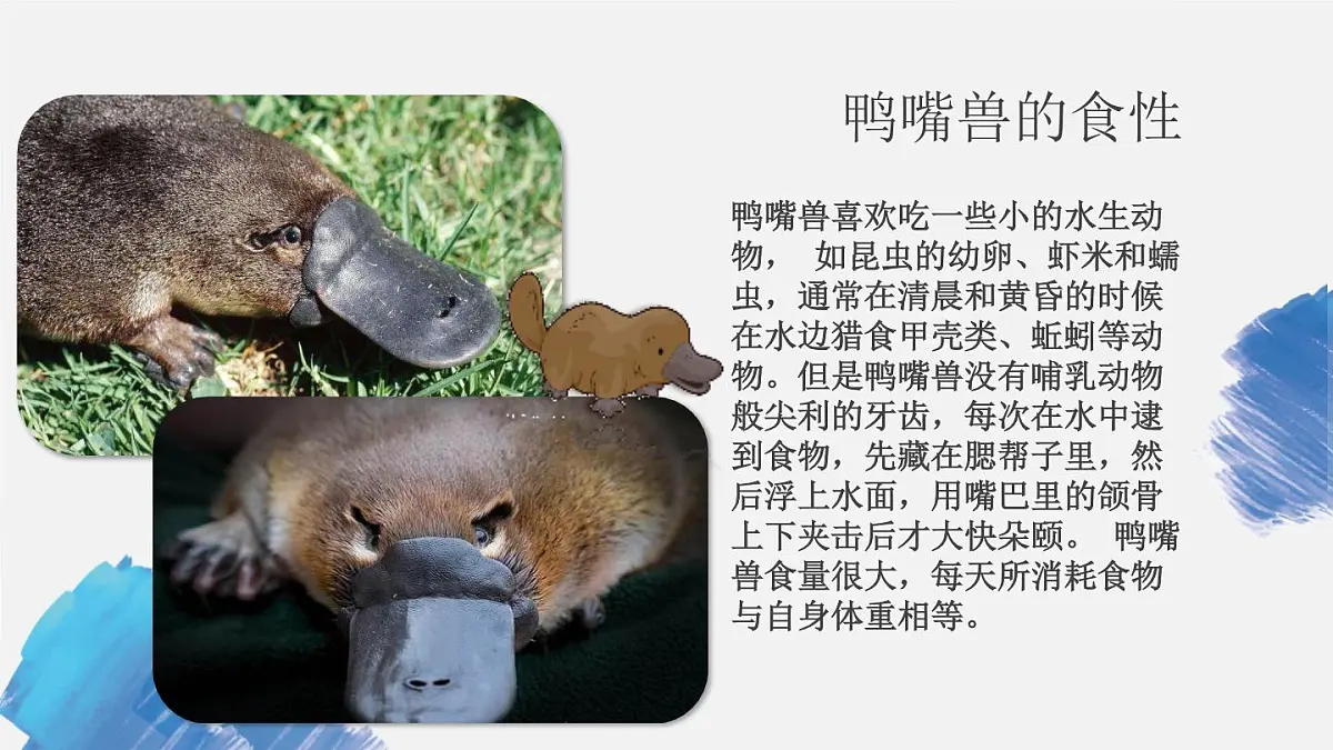 学前教育大班《鸭嘴兽》课件第8页