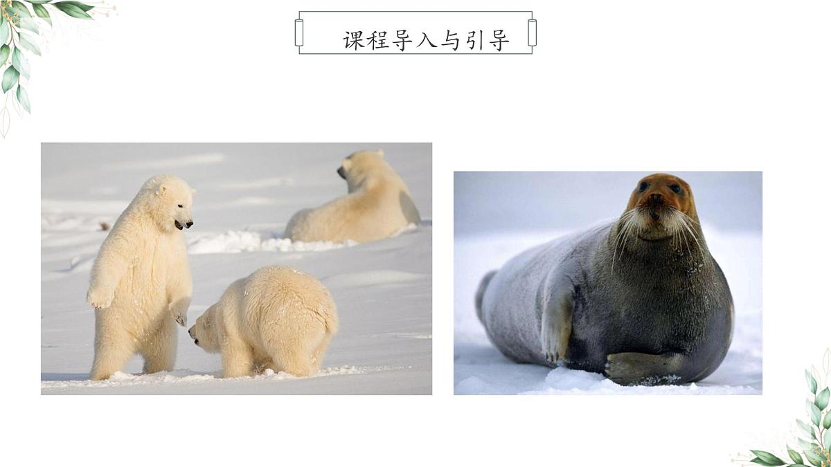 学前教育大班《冰雪北极狐》课件第8页
