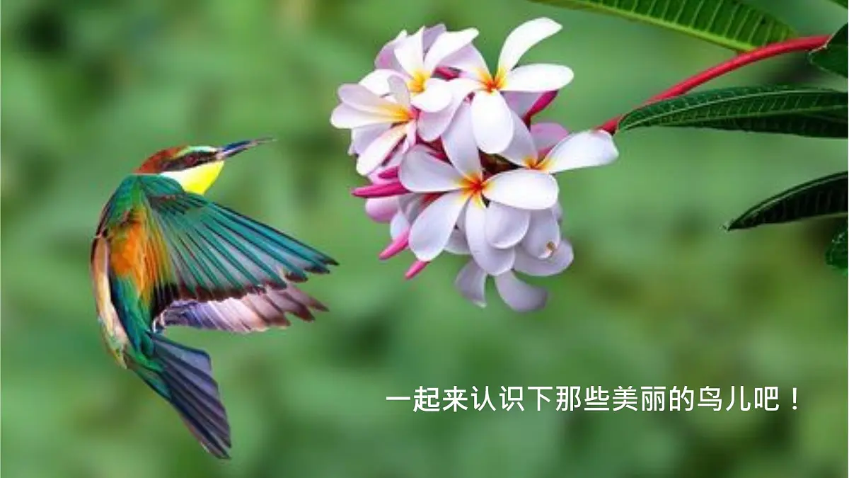 学前教育大班《鸟儿》课件第6页
