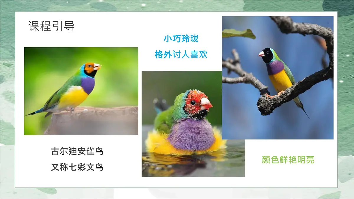 学前教育大班《鸟儿》课件第7页