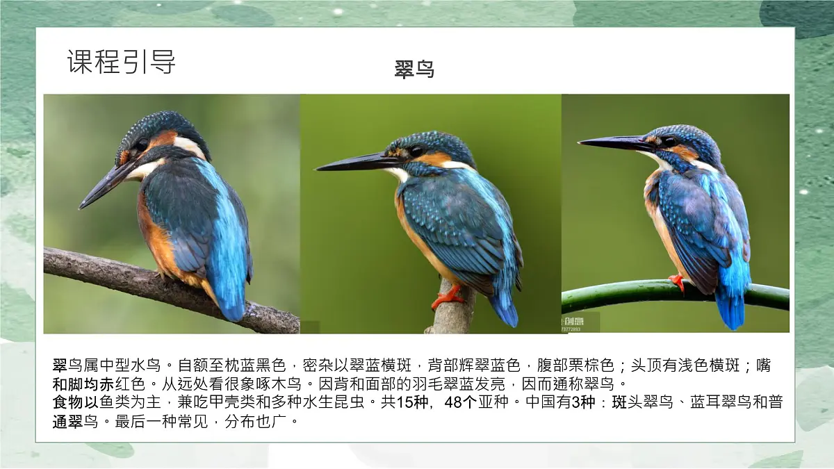 学前教育大班《鸟儿》课件第8页