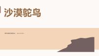 学前教育大班《沙漠鸵鸟》课件