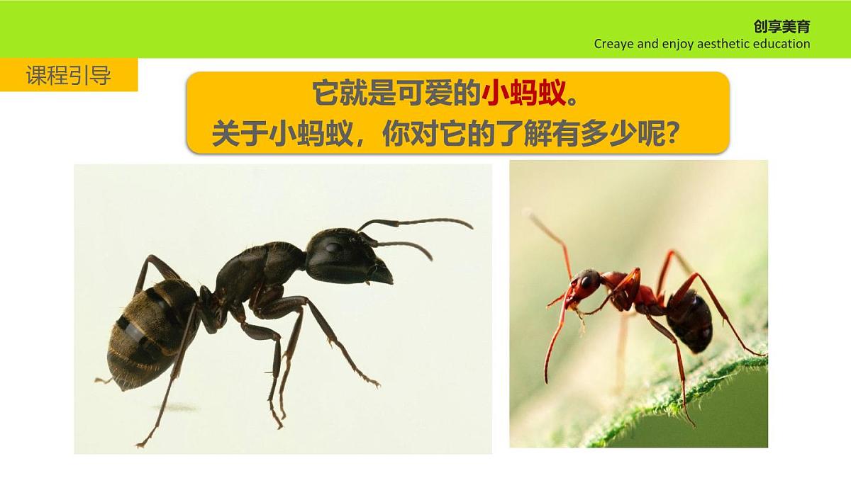 学前教育大班《蚂蚁马戏团》课件第5页