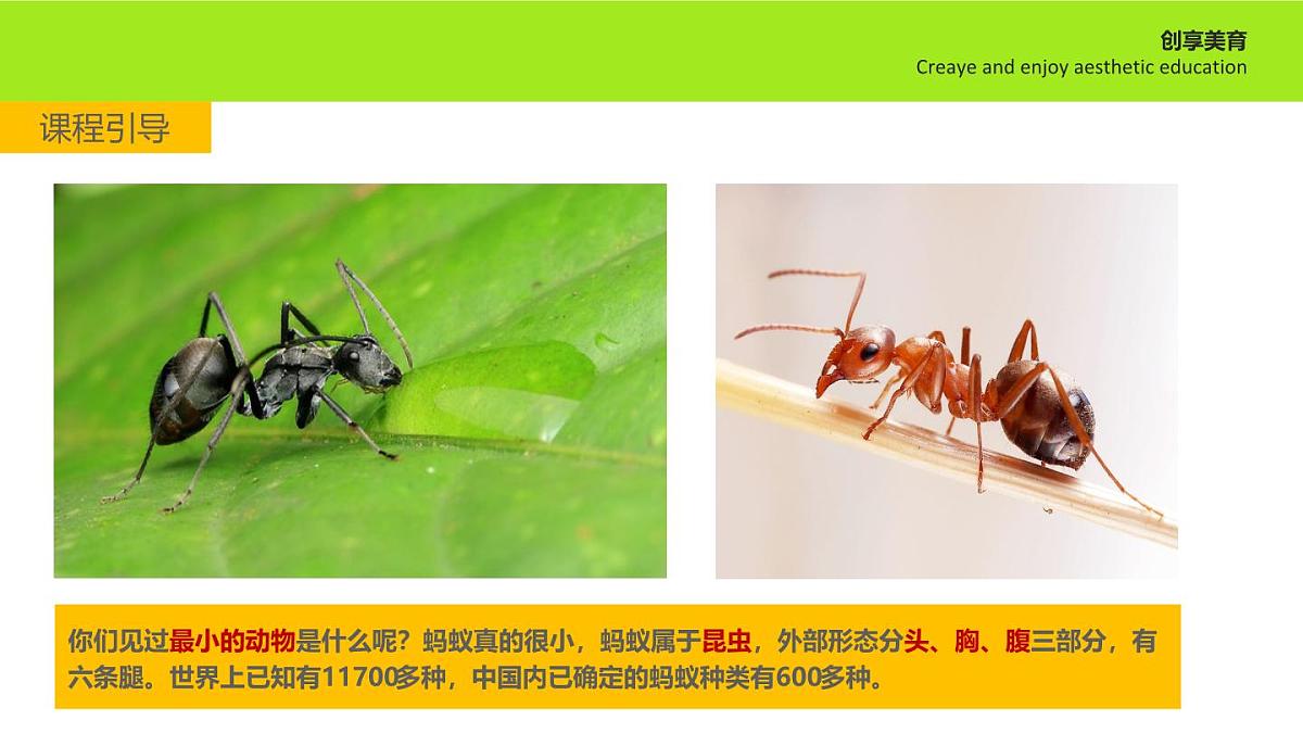 学前教育大班《蚂蚁马戏团》课件第6页