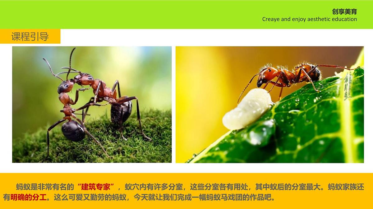 学前教育大班《蚂蚁马戏团》课件第7页