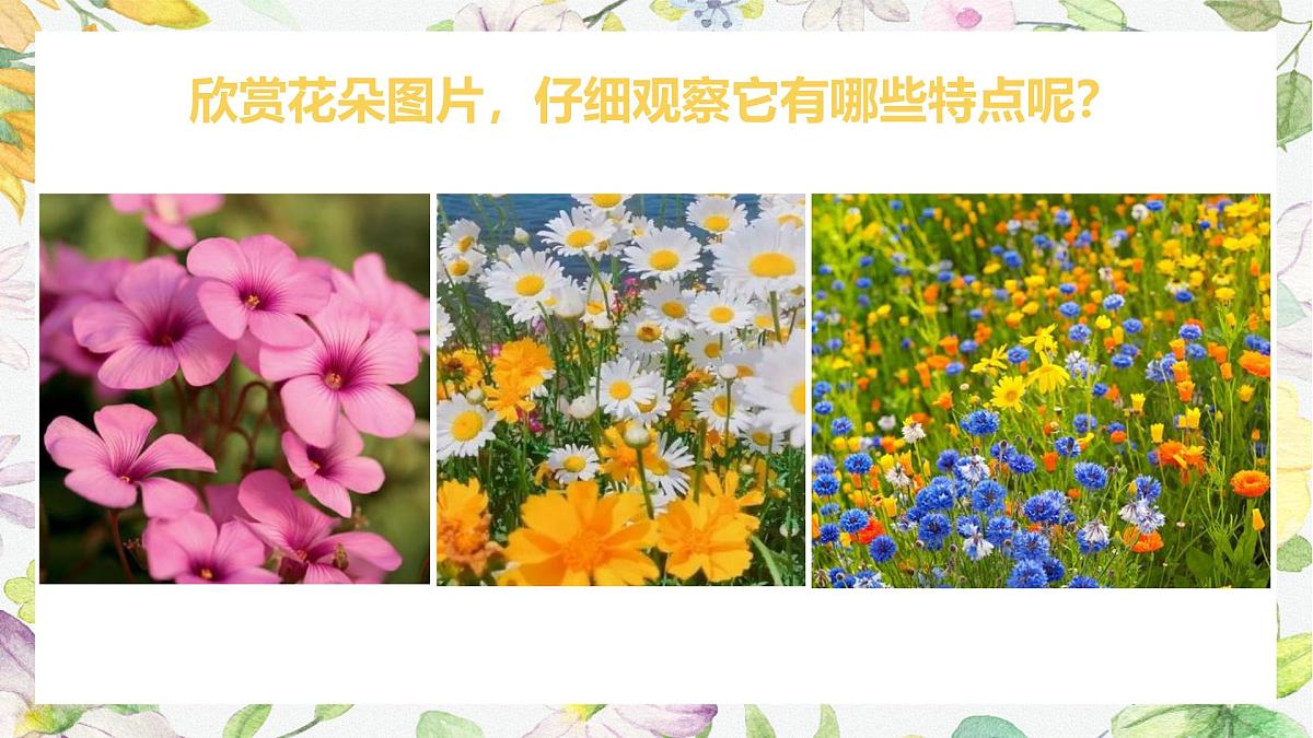 学前教育大班《一起躲猫猫》课件第6页