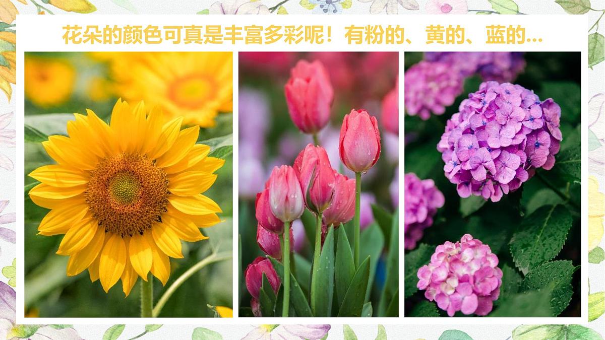 学前教育大班《一起躲猫猫》课件第8页