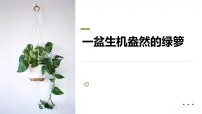 学前教育大班《一盆生机盎然的绿箩》课件