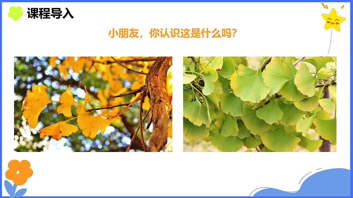 学前教育大班《银杏叶》课件第3页
