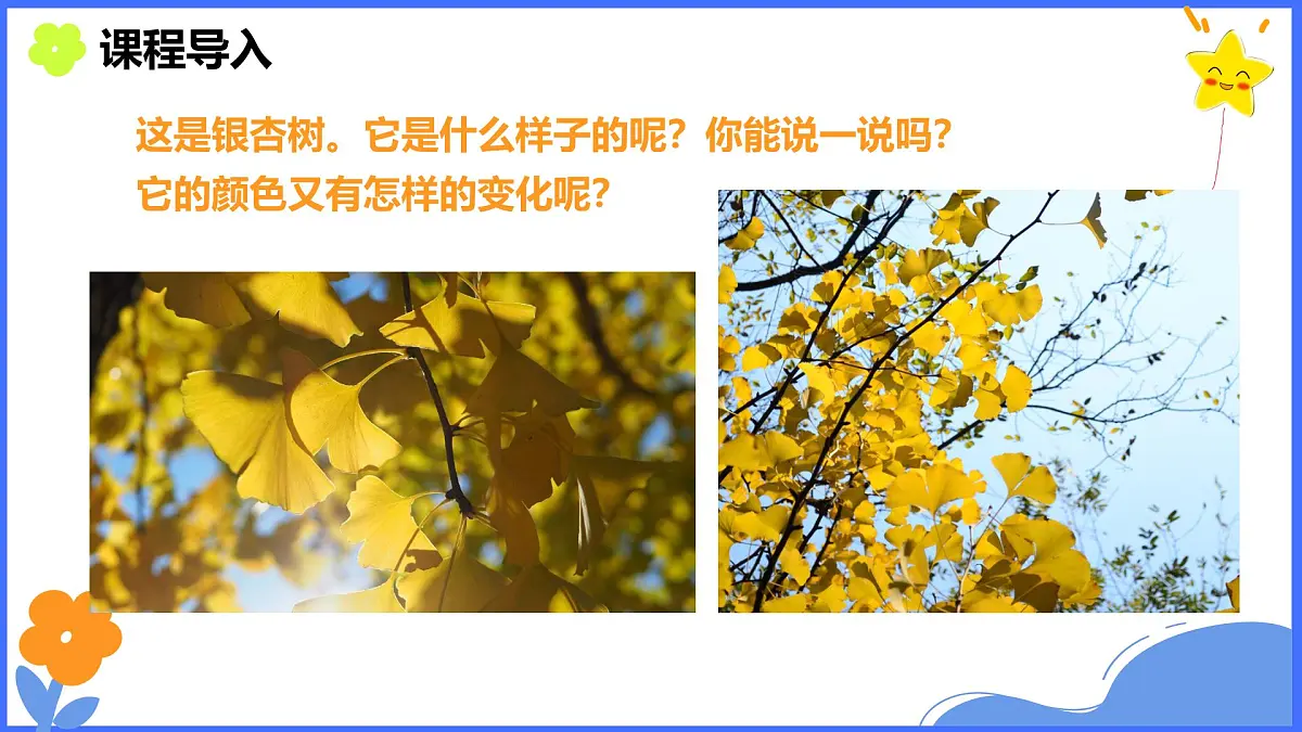 学前教育大班《银杏叶》课件第4页