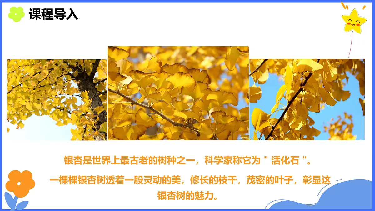 学前教育大班《银杏叶》课件第5页