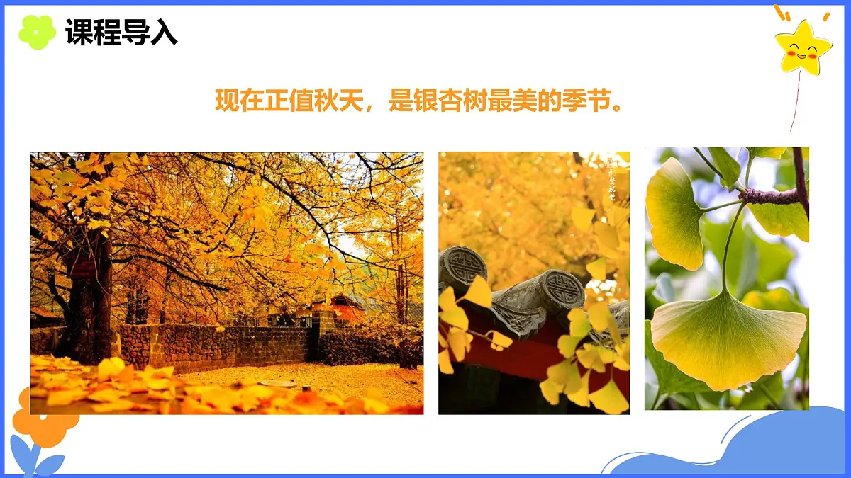 学前教育大班《银杏叶》课件第7页