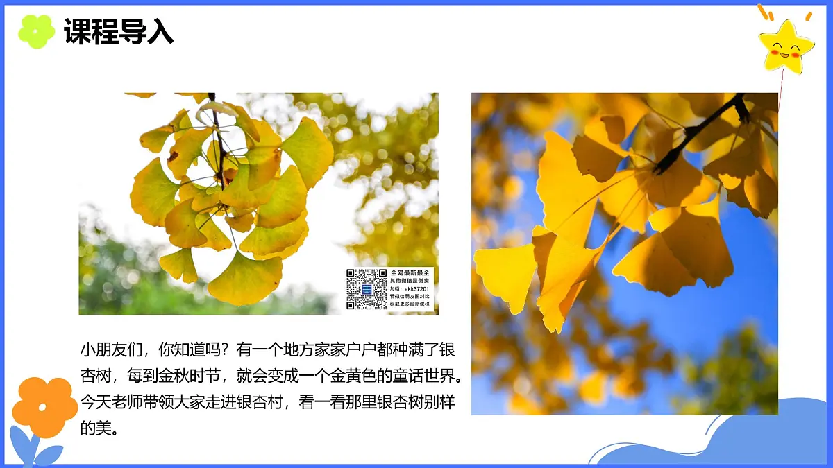 学前教育大班《银杏叶》课件第8页