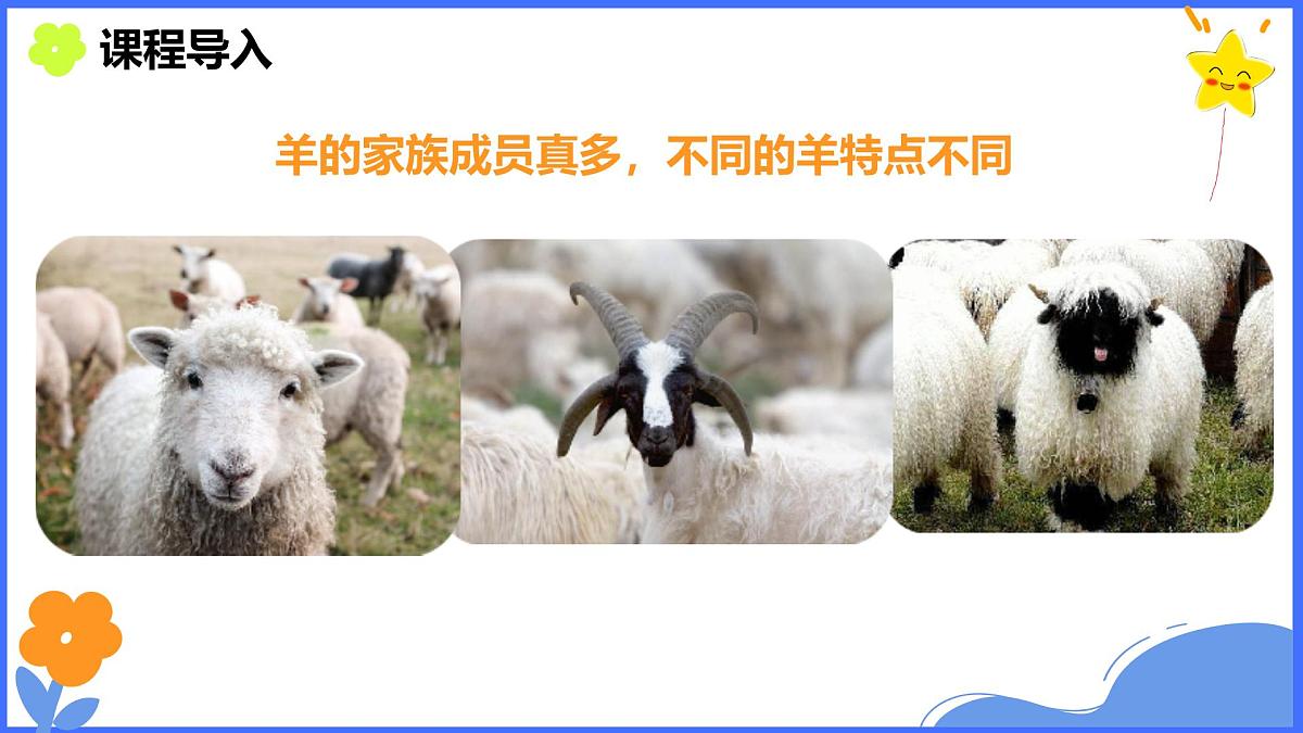 学前教育大班《可爱的黑鼻羊》课件第3页