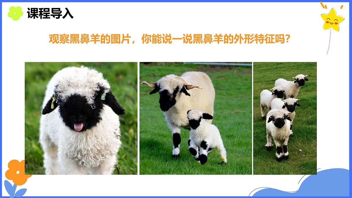 学前教育大班《可爱的黑鼻羊》课件第5页