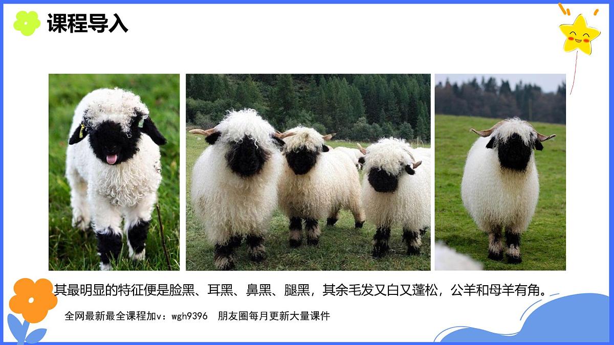 学前教育大班《可爱的黑鼻羊》课件第6页