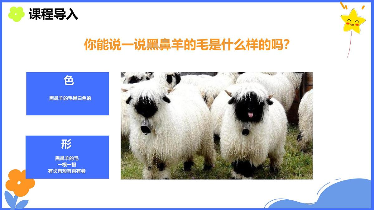学前教育大班《可爱的黑鼻羊》课件第7页
